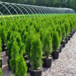 Emerald Green Arborvitae Shrub At Menards