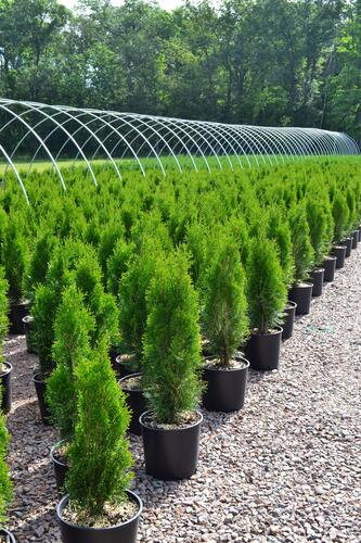 Emerald Green Arborvitae Shrub At Menards 