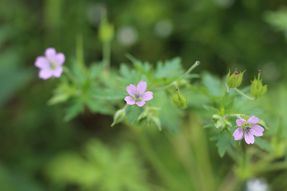 Rain Garden Rebate Program Northjerseyrcd